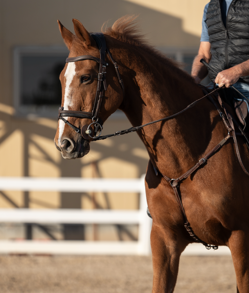 Al-Joan Equestrian Center