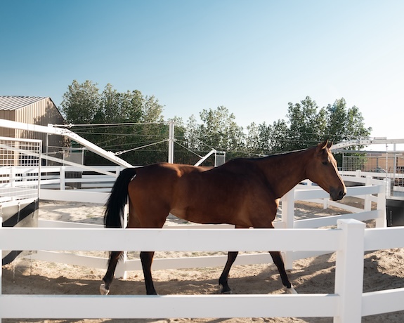 Horse portrait